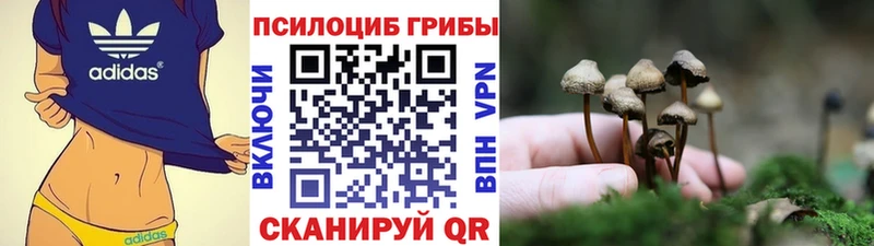 Купить  Зерноград  Псилоцибиновые грибы мицелий 